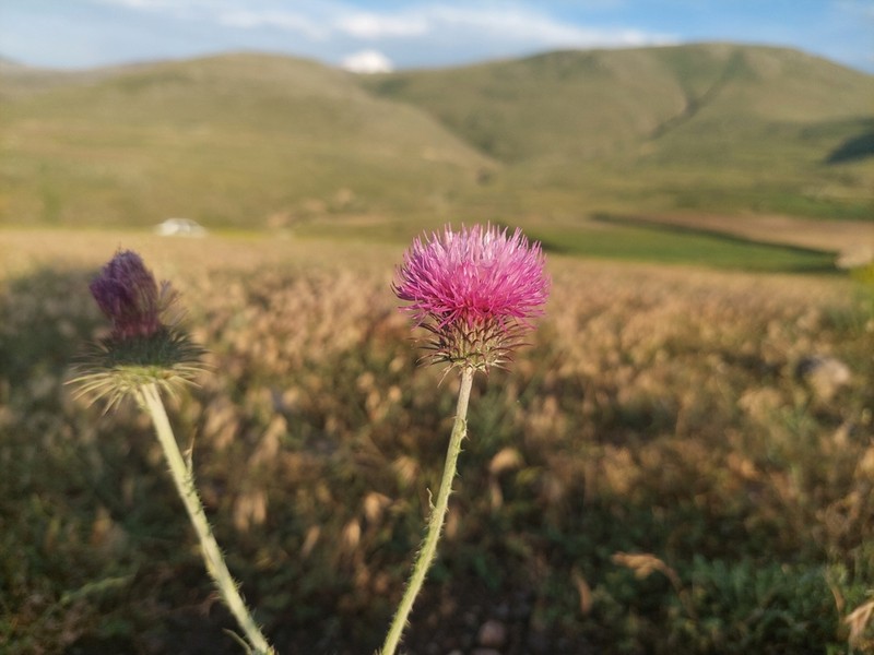 Carduus onopordioides photo 2