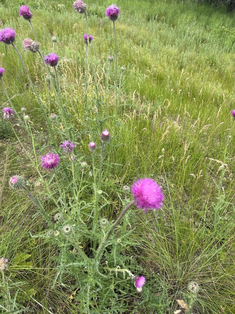 Carduus onopordioides photo 3