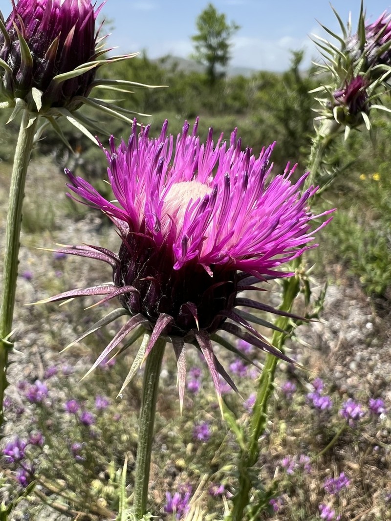 Carduus onopordioides photo 4