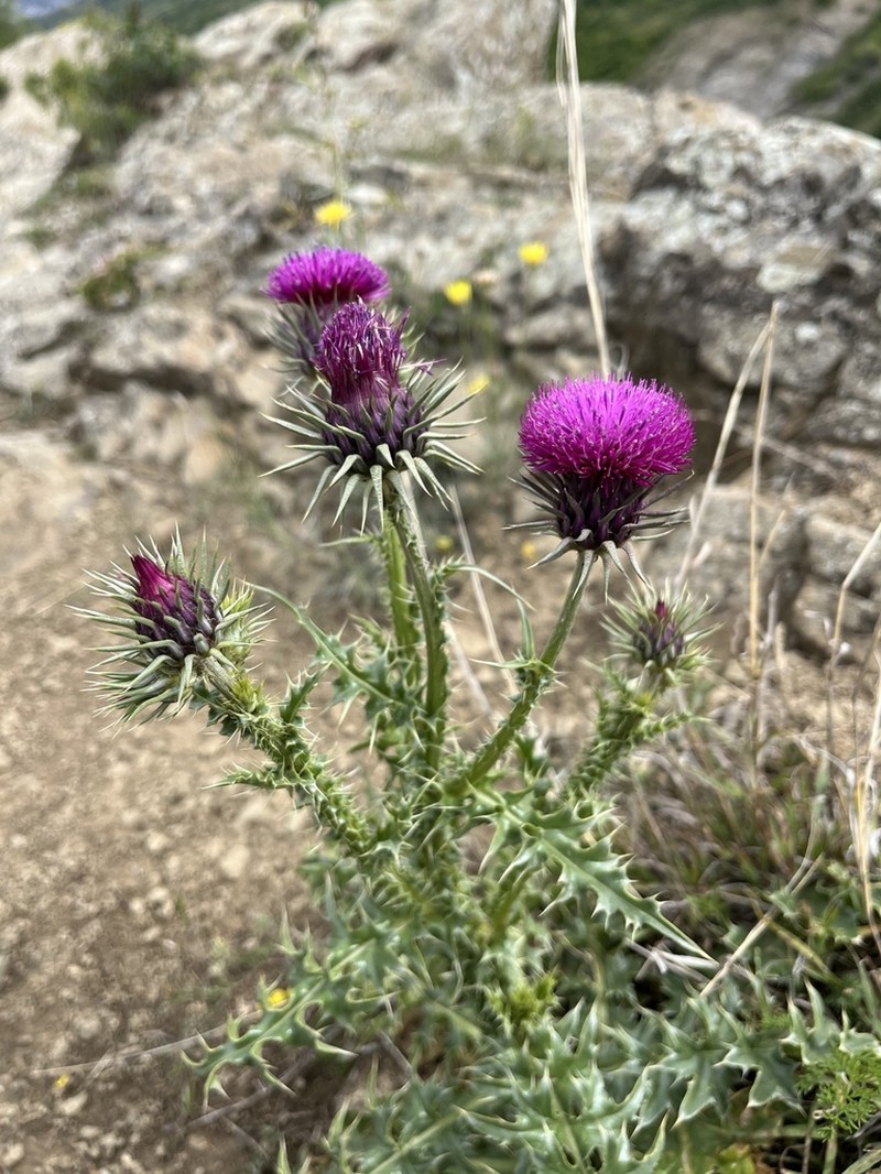 Carduus onopordioides photo 5