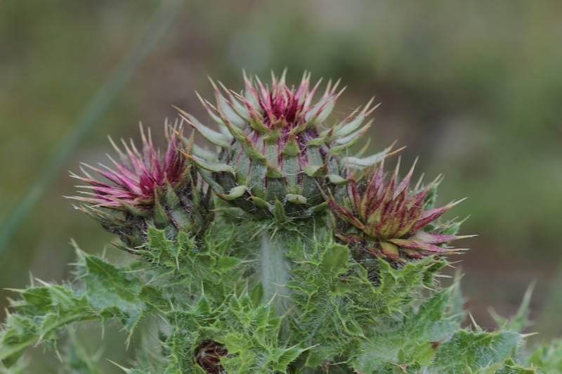 Carduus onopordioides photo 6