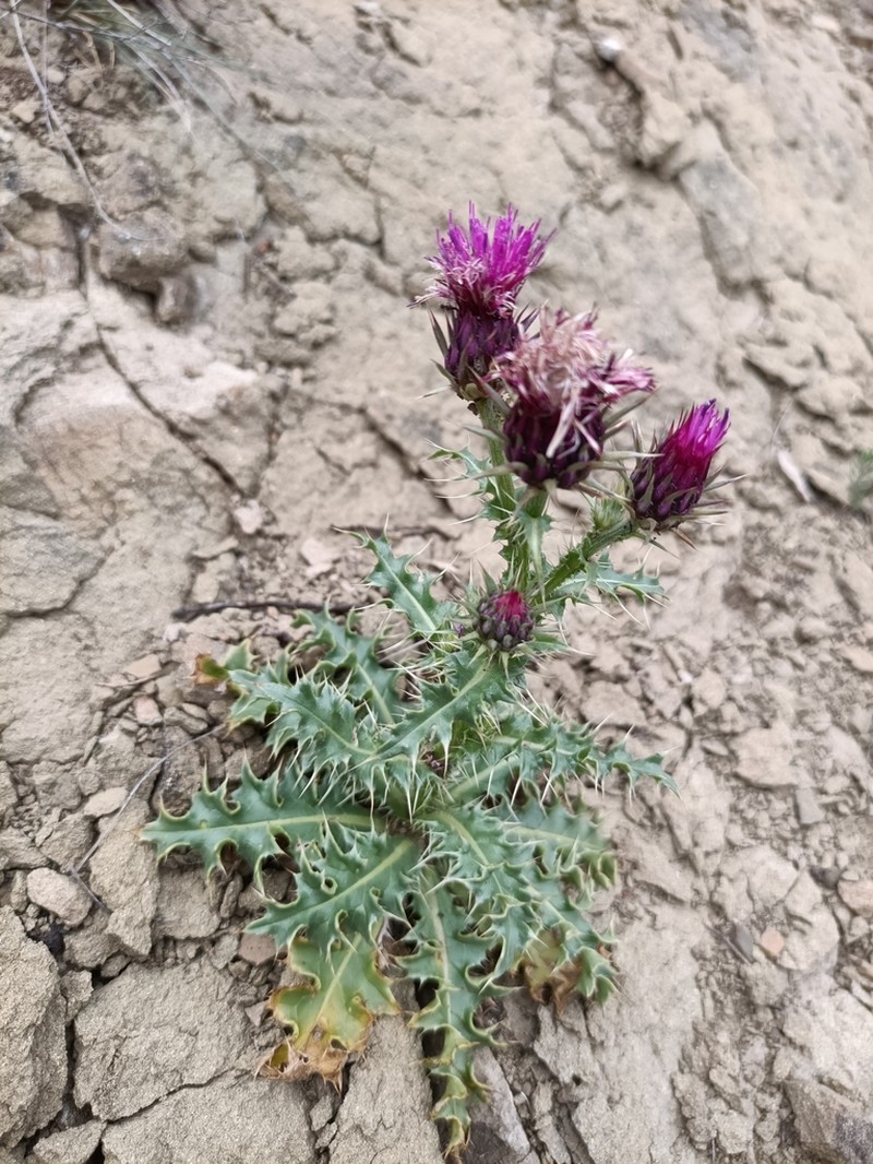 Carduus onopordioides photo 7