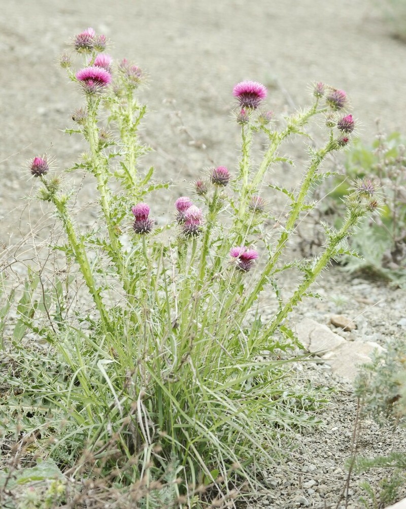 Carduus onopordioides photo 8