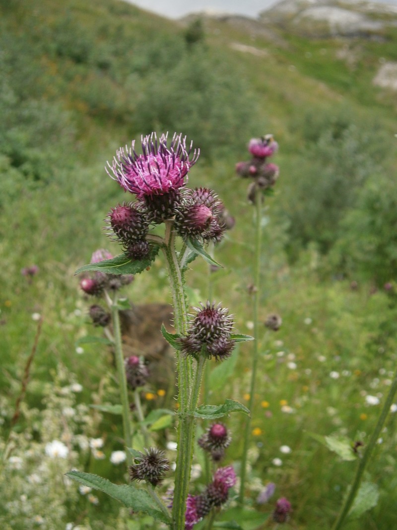 Carduus personata photo 2