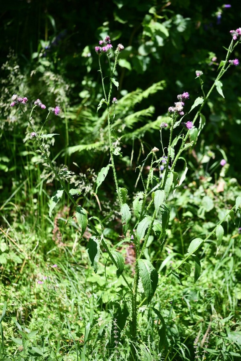 Carduus personata photo 4