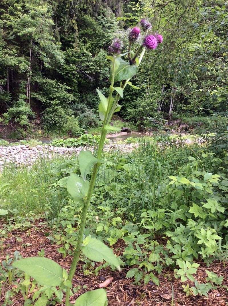 Carduus personata photo 5