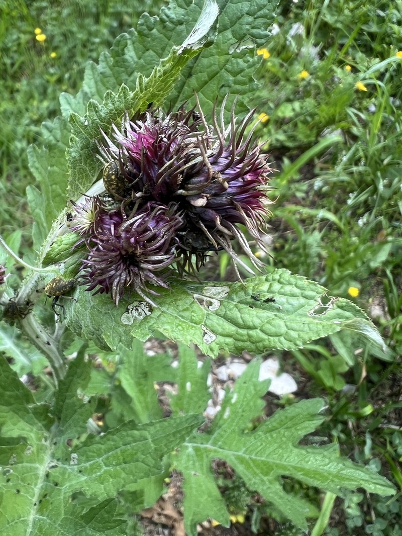 Carduus personata photo 6