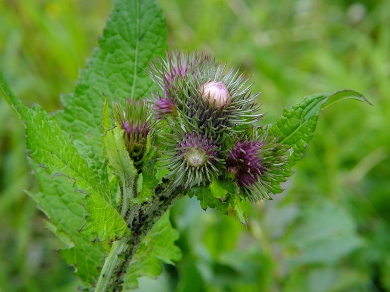 Carduus personata subsp. albidus photo 2
