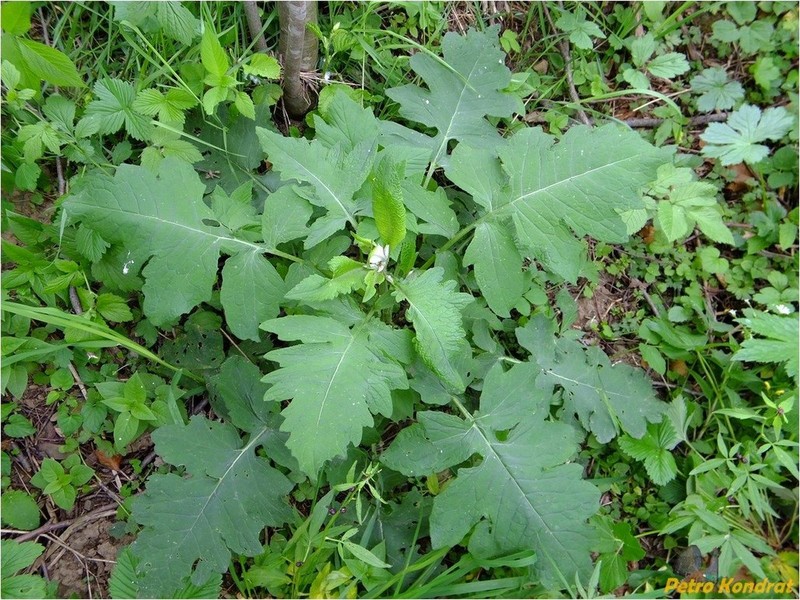 Carduus personata subsp. albidus photo 3