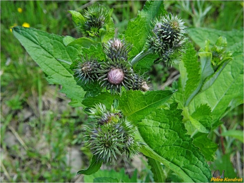 Carduus personata subsp. albidus photo 4