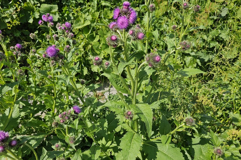 Carduus personata subsp. personata