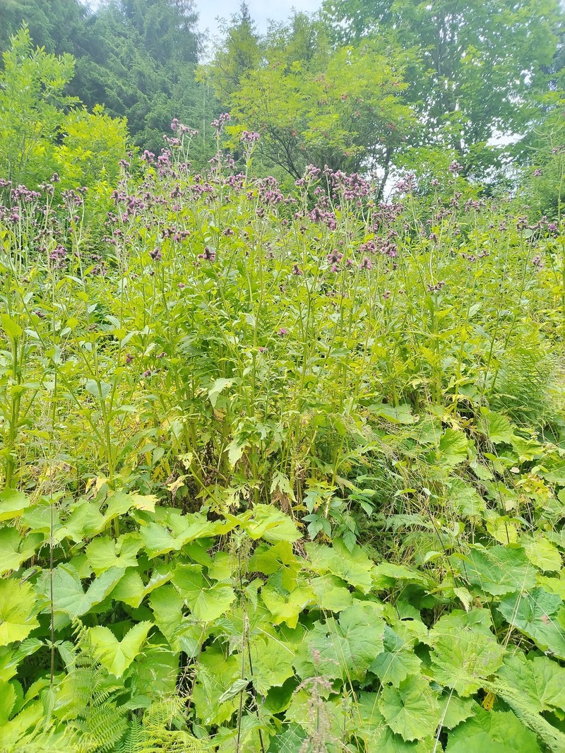 Carduus personata subsp. personata photo 2