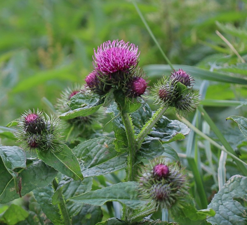 Carduus personata subsp. personata photo 3