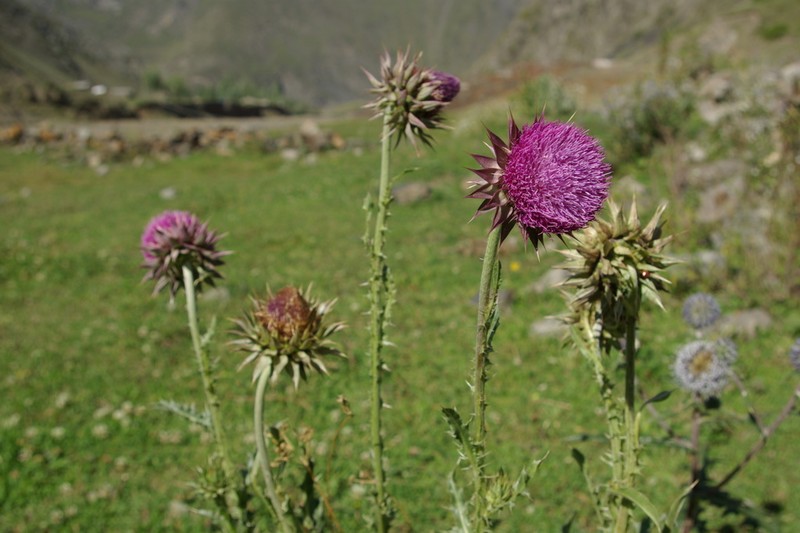 Carduus poliochrus