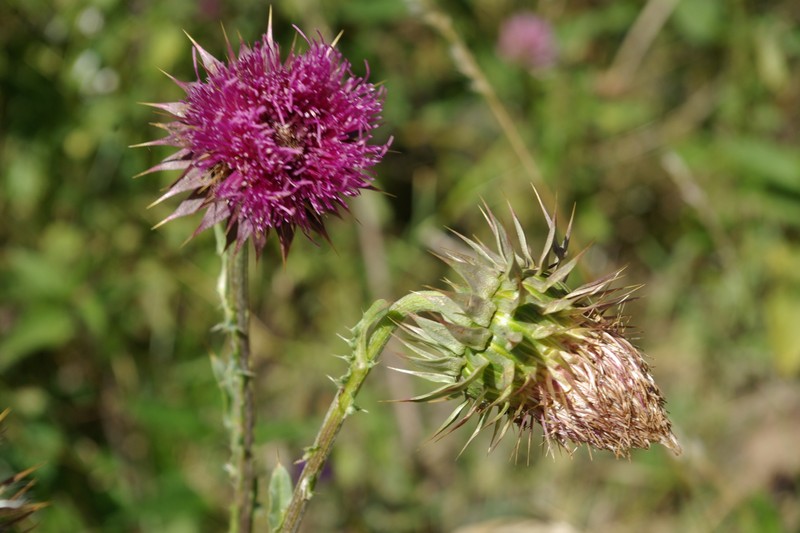 Carduus poliochrus photo 4