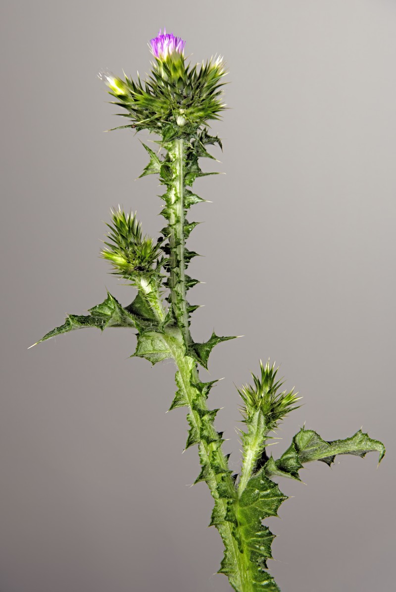 Italian Plumeless Thistle photo 2