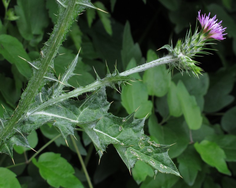 Italian Plumeless Thistle photo 3