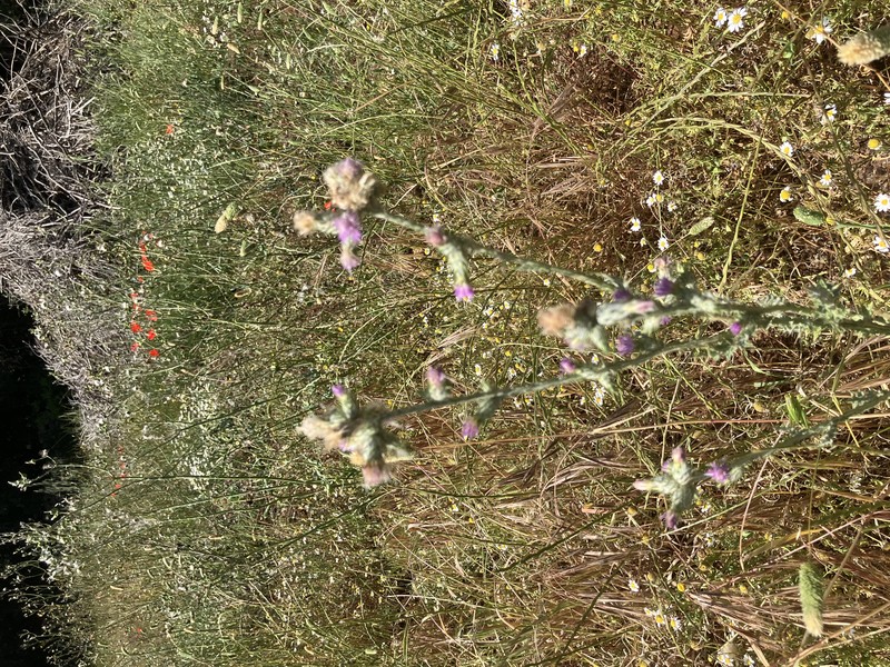 Italian Plumeless Thistle photo 4