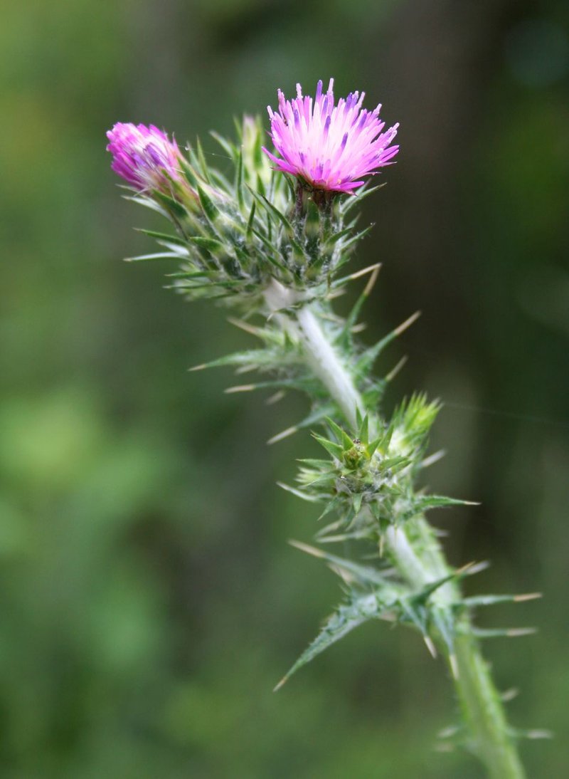 Italian Plumeless Thistle