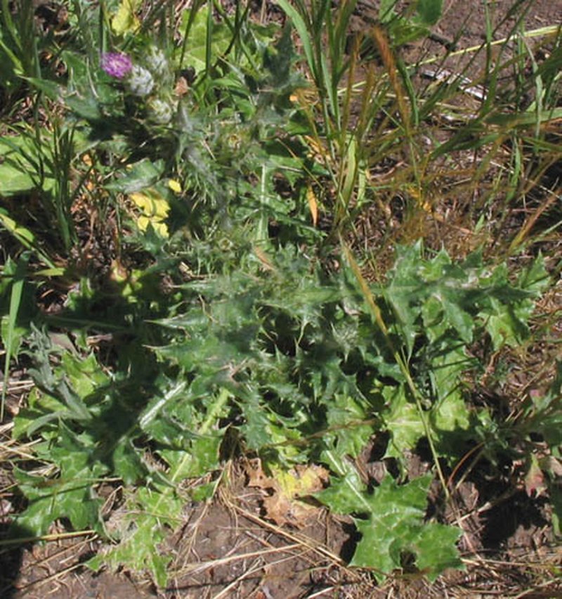 Italian Plumeless Thistle photo 5