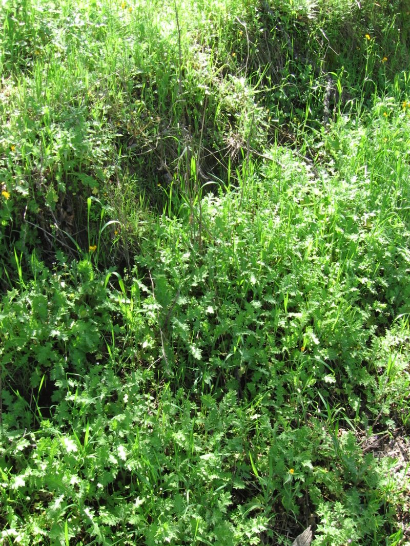 Italian Plumeless Thistle photo 6