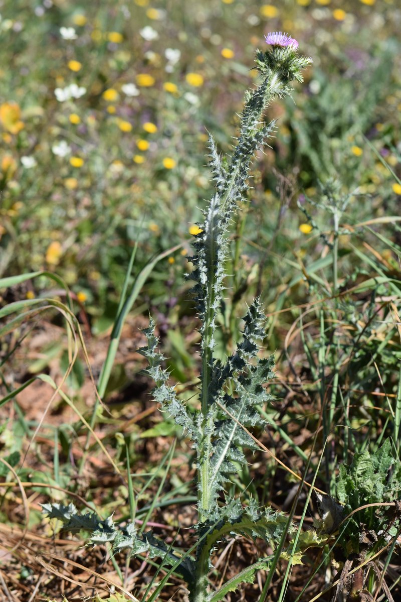Italian Plumeless Thistle photo 7