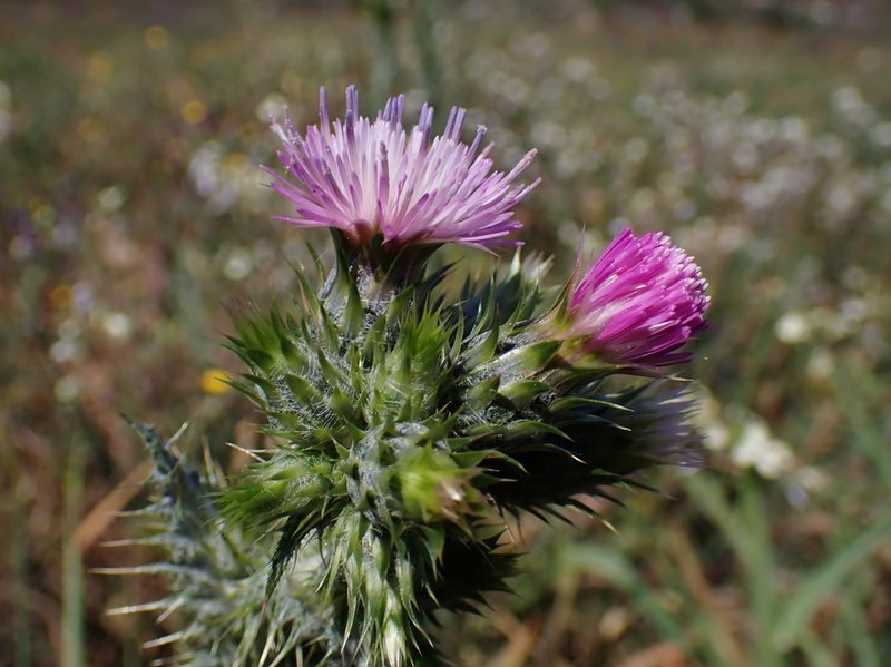 Italian Plumeless Thistle photo 8