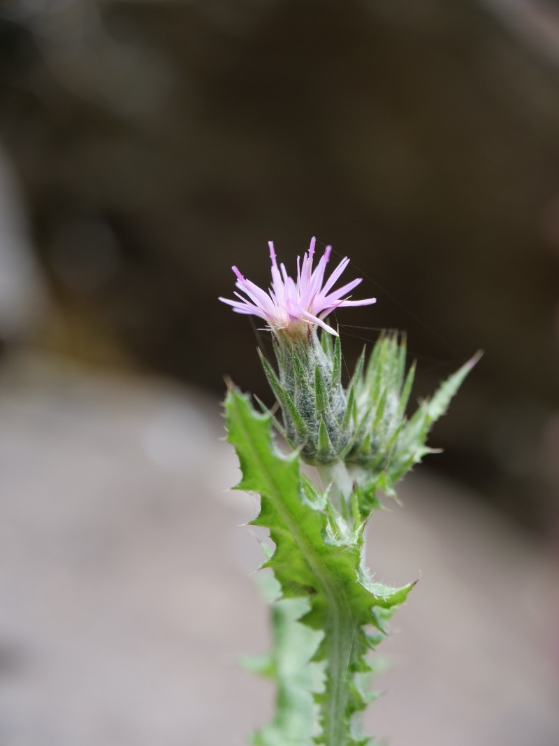 Carduus pycnocephalus subsp. albidus