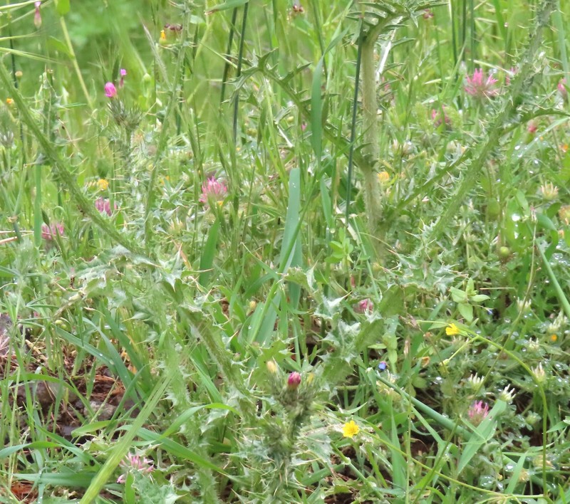 Carduus pycnocephalus subsp. albidus photo 2
