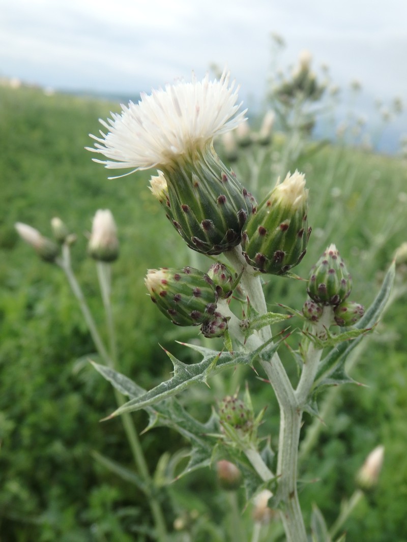 Carduus pycnocephalus subsp. albidus photo 3