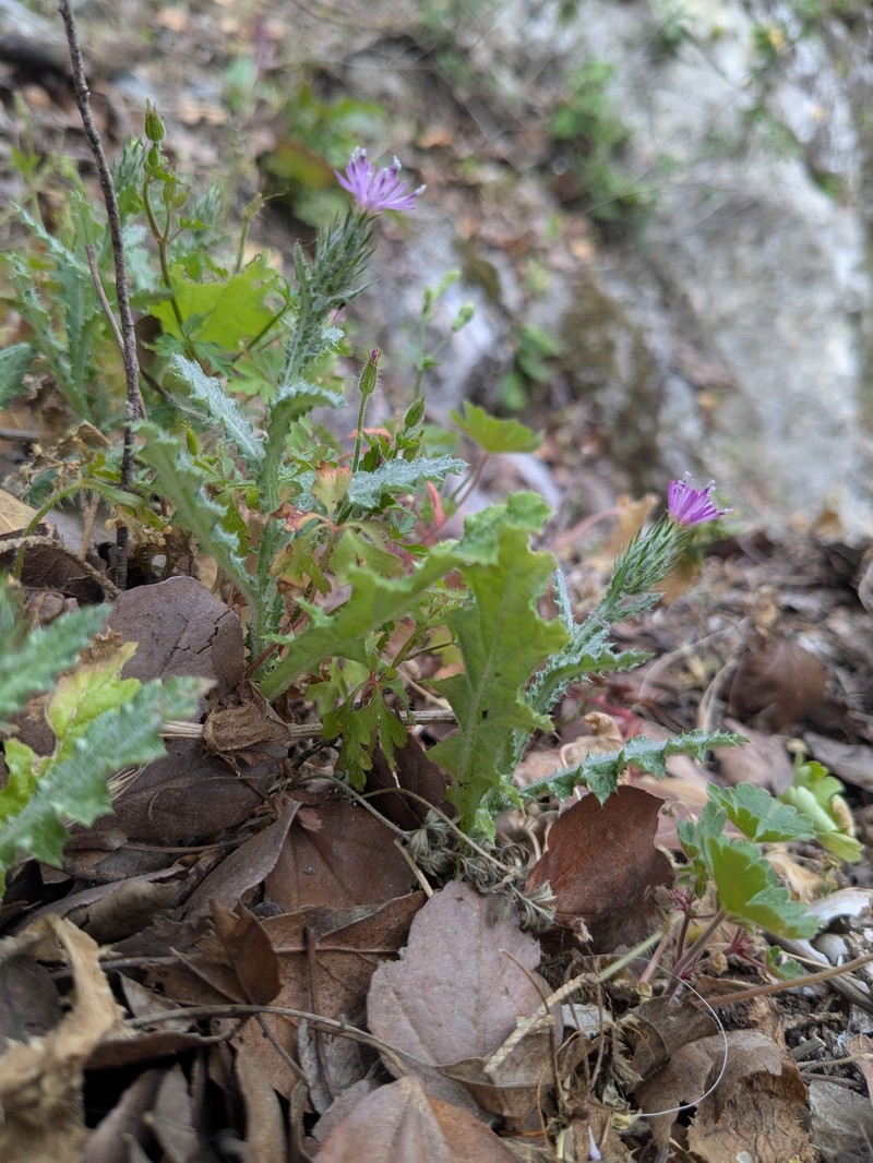Carduus pycnocephalus subsp. albidus photo 4