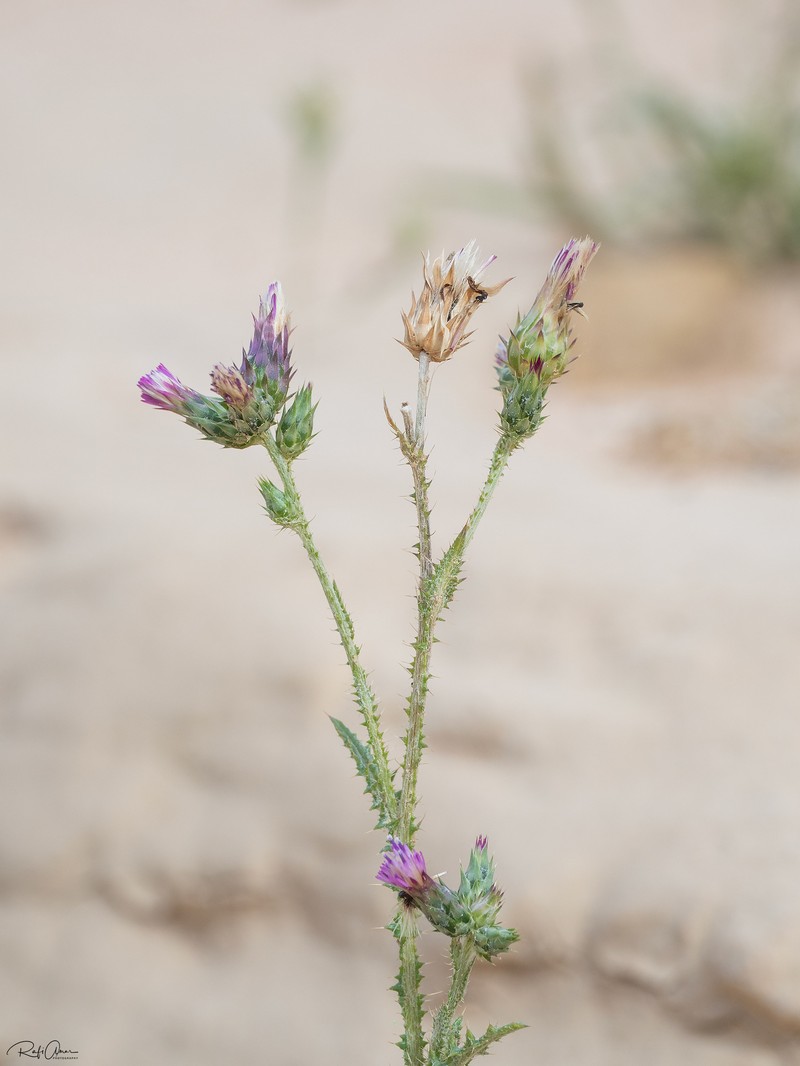 Carduus pycnocephalus subsp. arabicus