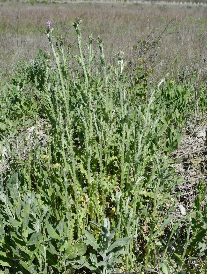 Carduus pycnocephalus subsp. arabicus photo 2