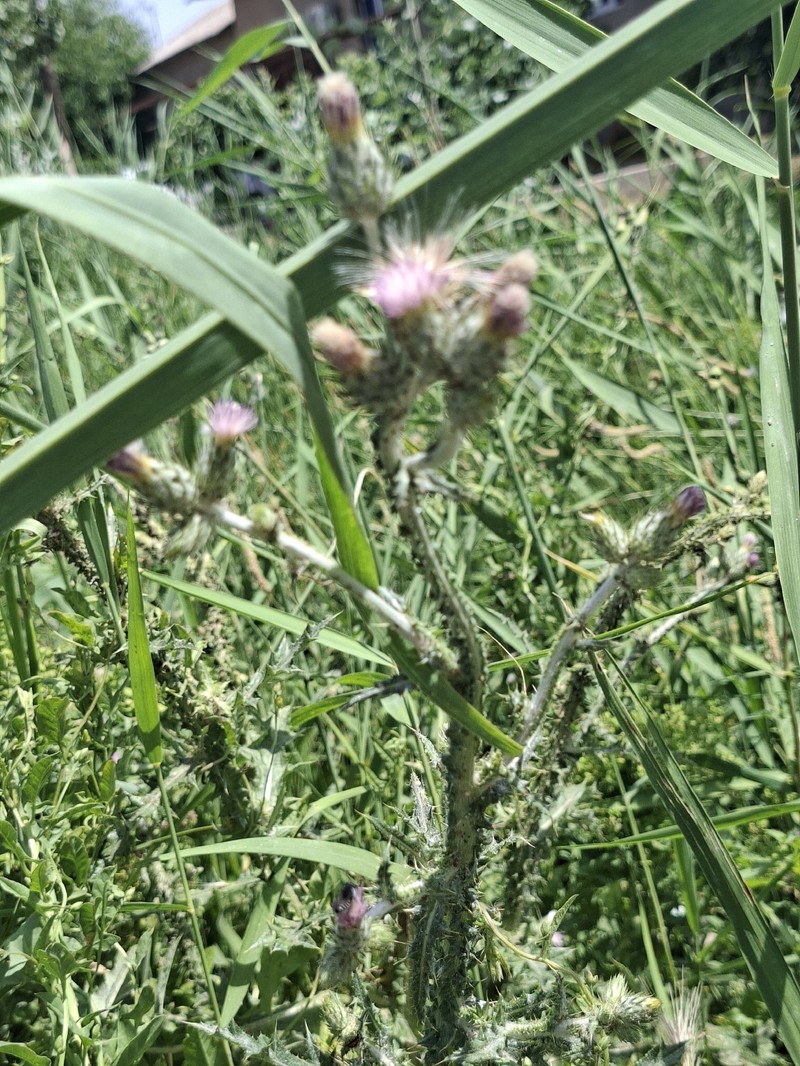 Carduus pycnocephalus subsp. arabicus photo 3
