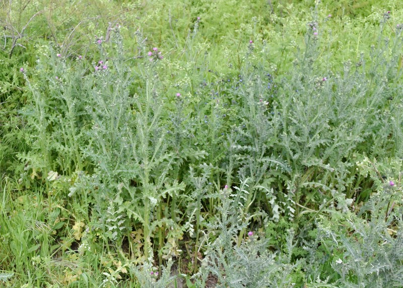 Carduus pycnocephalus subsp. arabicus photo 4