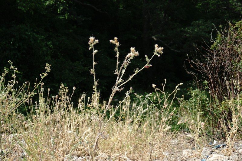 Carduus pycnocephalus subsp. cinereus