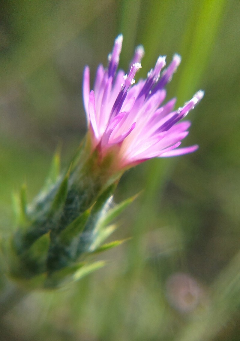 Carduus pycnocephalus subsp. cinereus photo 3