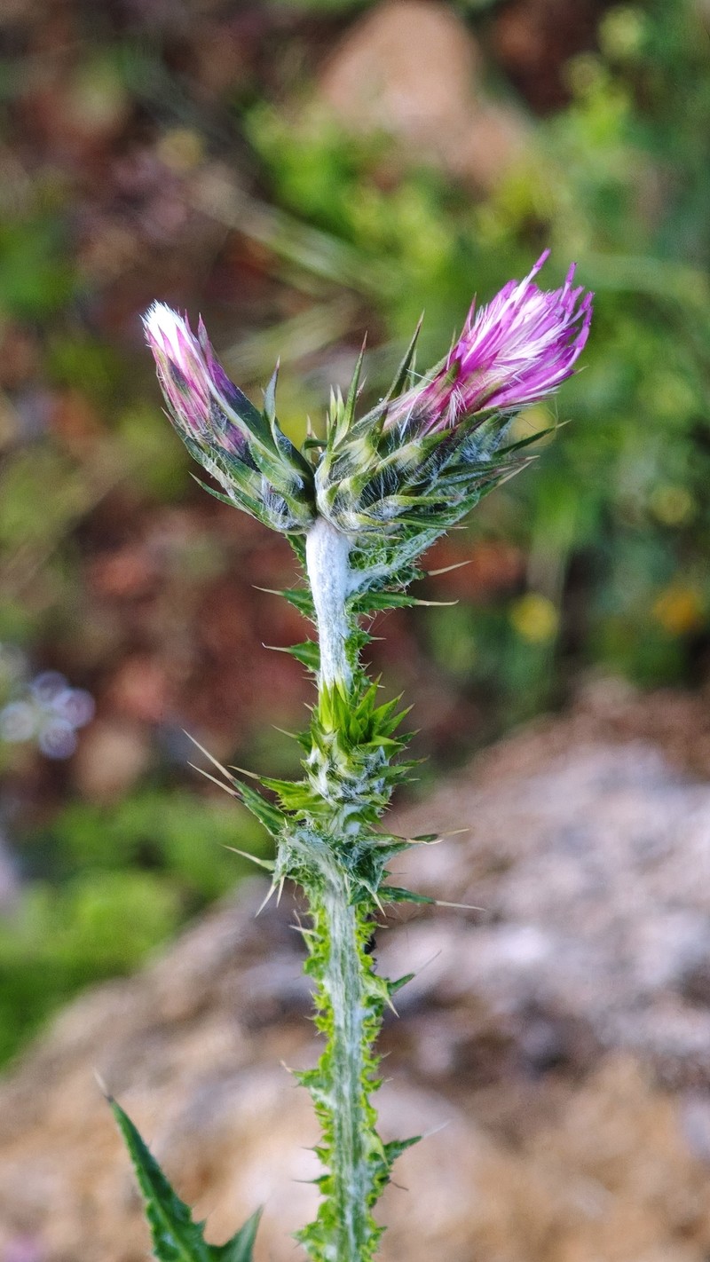 Carduus pycnocephalus subsp. pycnocephalus