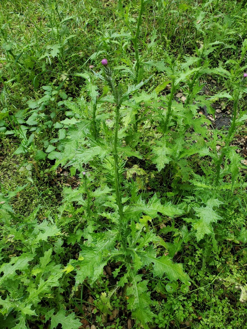 Carduus pycnocephalus subsp. pycnocephalus photo 2
