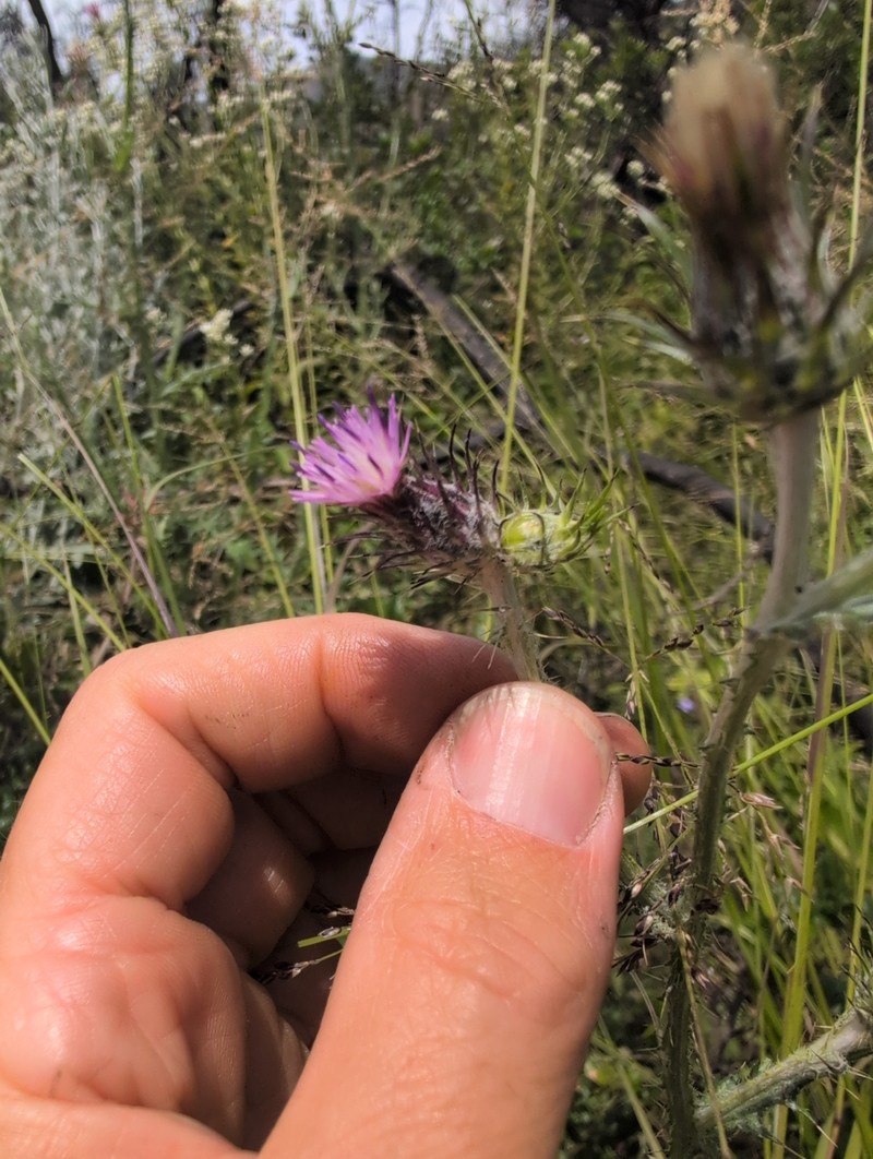 Carduus pycnocephalus subsp. pycnocephalus photo 3