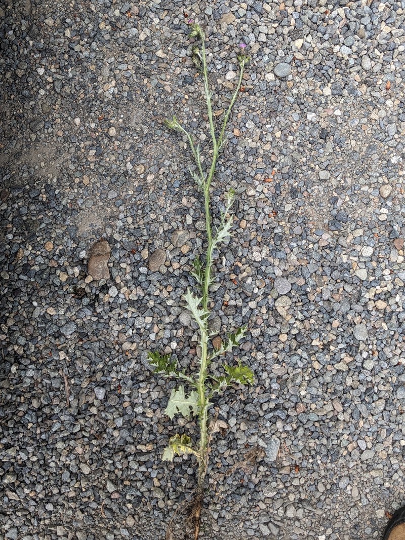 Carduus pycnocephalus subsp. pycnocephalus photo 4