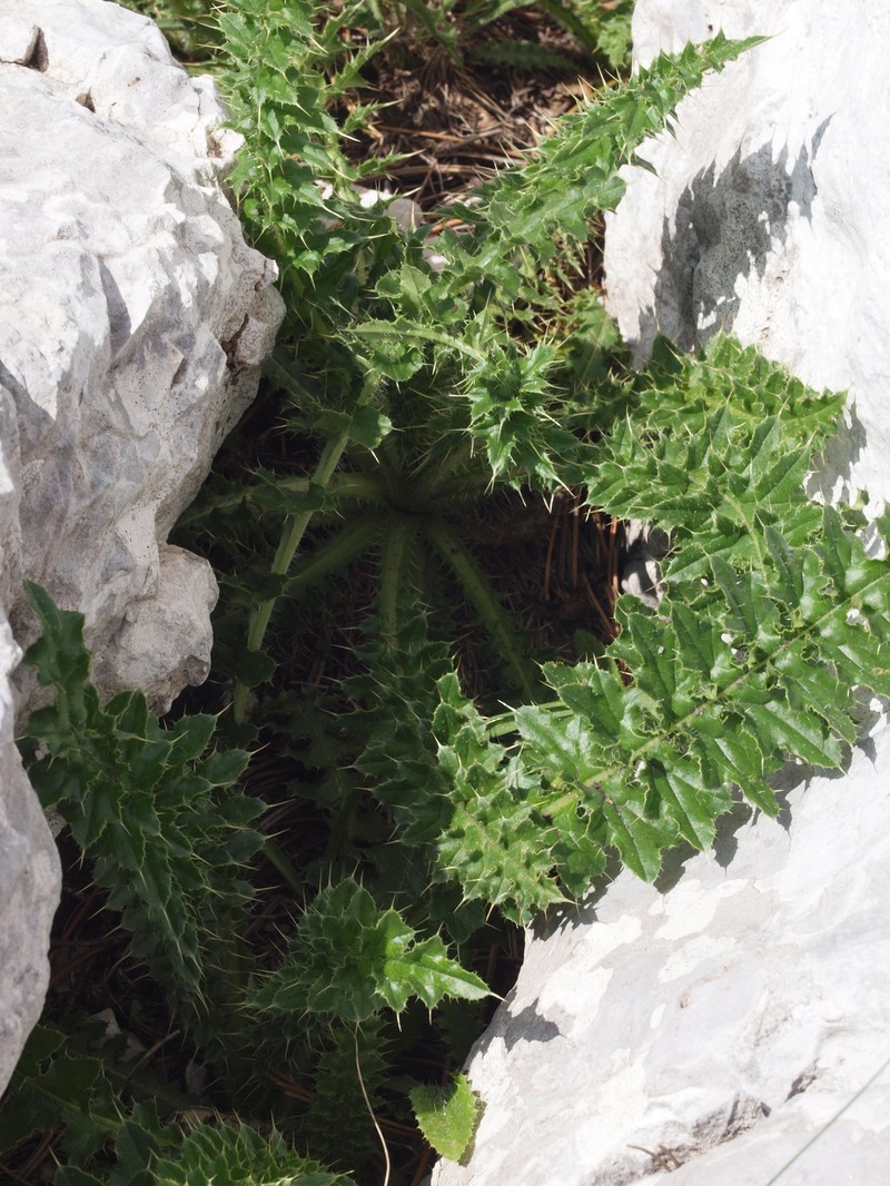 Carduus ramosissimus