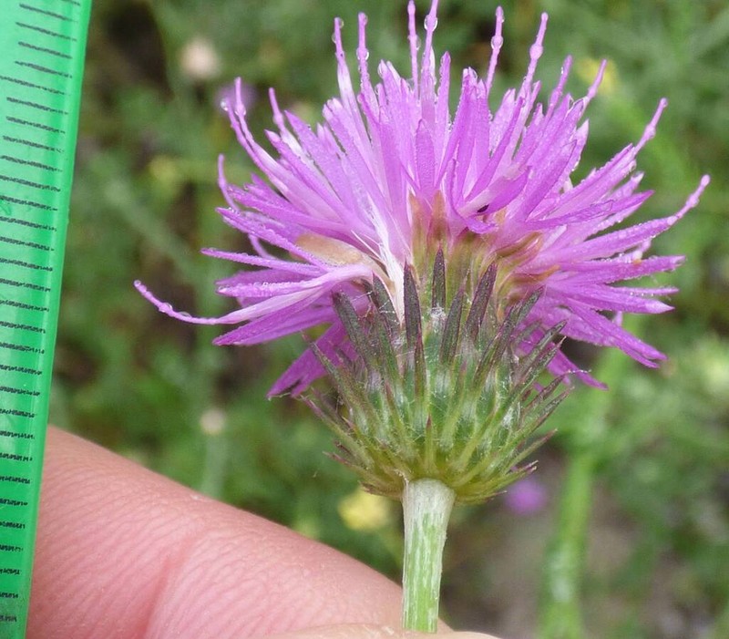 Carduus rechingerianus