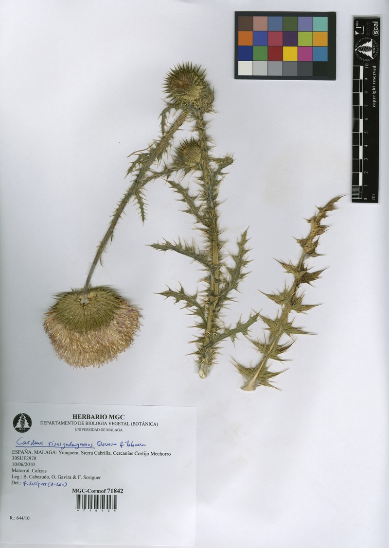 Carduus rivasgodayanus photo 3