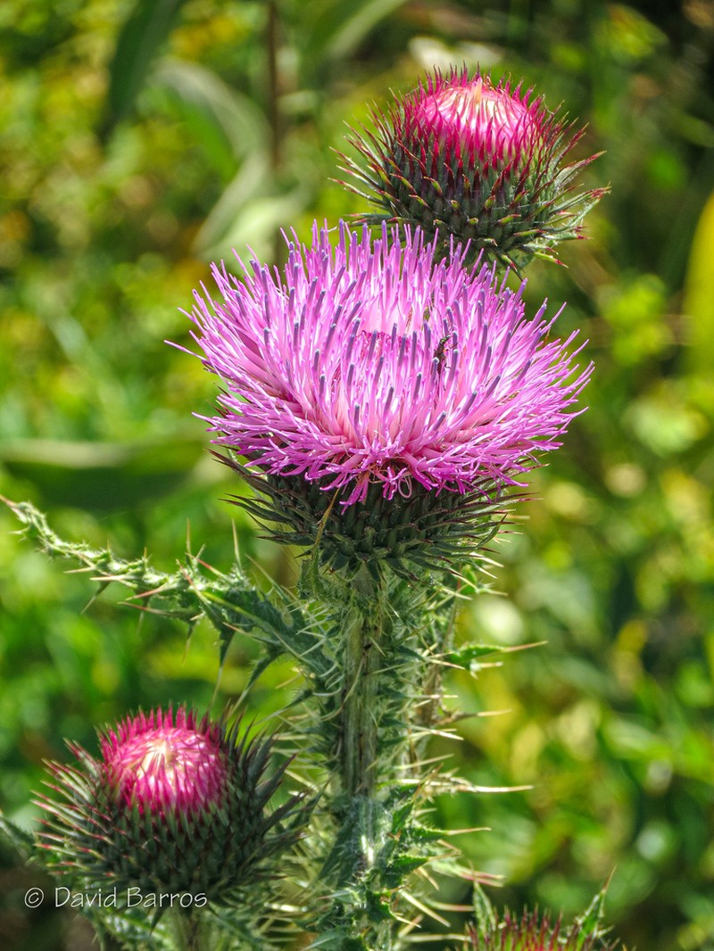 Carduus santacreui