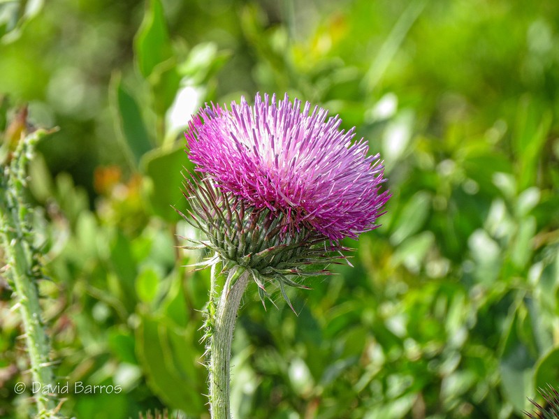 Carduus santacreui photo 2