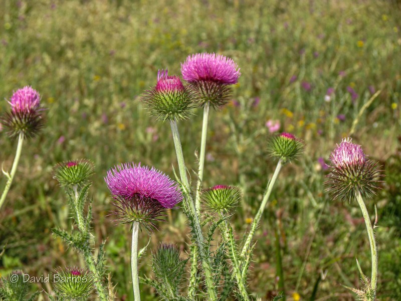 Carduus santacreui photo 3
