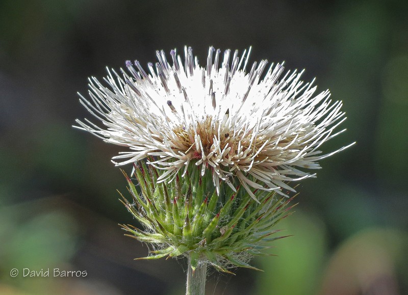 Carduus santacreui photo 4