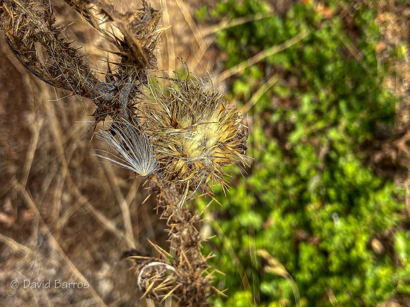 Carduus santacreui photo 6