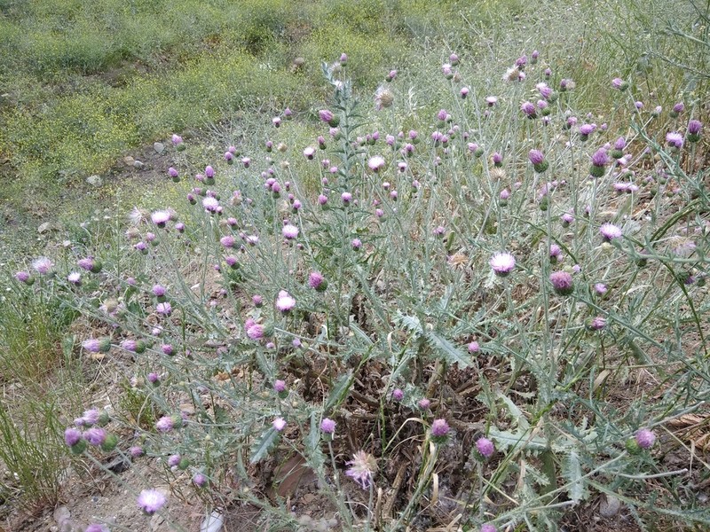 Carduus seminudus
